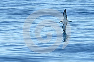 Cory`s shearwater bird flying over the ocean