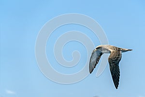 Cory`s shearwater bird flying over the ocean
