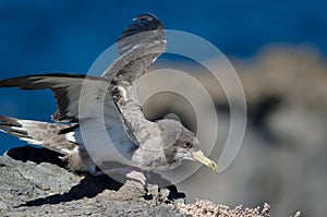 Cory`s shearwater Calonectris borealis flapping.