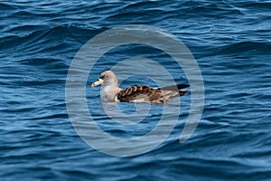 A Cory`s Shearwater, Calonectris borealis, seabird.