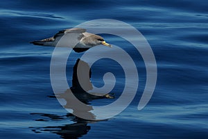 Cory's Shearwater (Calonectris Diomedea)