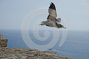 Cory`s shearwater.