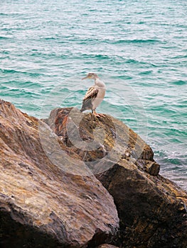 Cory's Shearwater on rocks