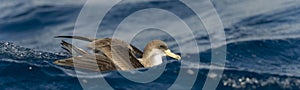 Cory`s Shearwater on the waters of the Atlantic Ocean in the Azores Islands