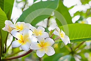 Cory space, Fabulous fragrant pure white scented blooms with yellow centers of exotic tropical frangipanni species plumeria