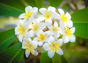 Cory space, Fabulous fragrant pure white scented blooms with yellow centers of exotic tropical frangipanni species plumeria