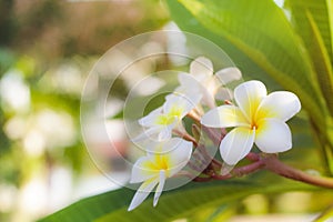 Cory space, Fabulous fragrant pure white scented blooms with yellow centers of exotic tropical frangipanni species plumeria