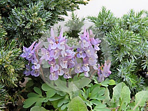 Corydalis is a beautiful spring flower