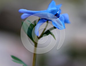 Corydalis cashmeriana, Blue corydalis, Kashmir corydalis