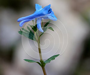 Corydalis cashmeriana, Blue corydalis, Kashmir corydalis