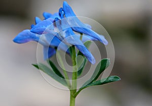 Corydalis cashmeriana, Blue corydalis, Kashmir corydalis