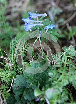 Corydalis cashmeriana, Blue corydalis, Kashmir corydalis