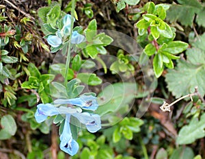 Corydalis cashmeriana, Blue corydalis, Kashmir corydalis