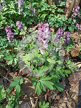 Corydalis cava