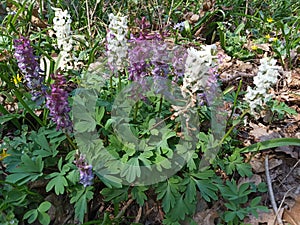 Corydalis cava