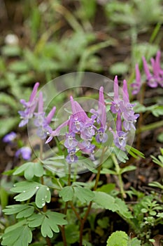 Corydalis cava Papaveraceae, in Macim Mountains, Romania