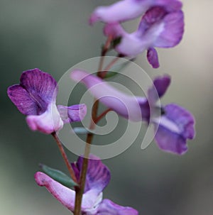 Corydalis diphylla, Two-Leaved Corydalis