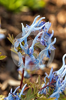 Corydalis flexuosa `China Blue`