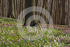 Corydalis (fumewort) flowers in Osnabruecker Land
