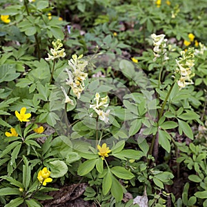 Corydalis is a genus of about 470 species of annual and perennial herbaceous plants in the family Papaveraceae