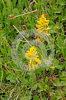 Corydalis Gorchakova, Corydalis gortschakovii.