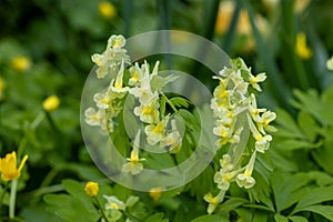 Corydalis Lutea, Delicate yellow tubular flowers with lacy foliage.