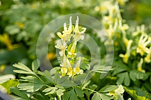 Corydalis Lutea, Delicate yellow tubular flowers with lacy foliage.