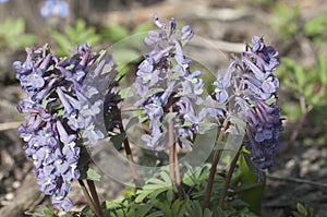 Corydalis solida flowers, close up