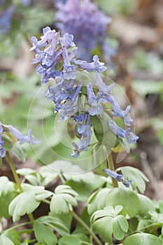 Corydalis solida flowers, close up shot