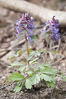 Corydalis solida flowers, close up shot