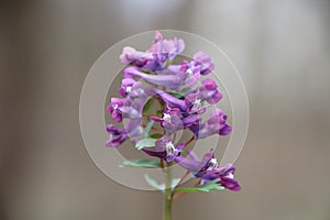 Corydalis solida (fumewort)