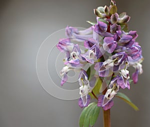 Corydalis solida (fumewort)