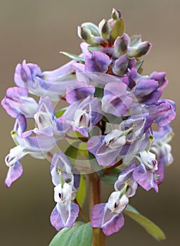 Corydalis solida (fumewort)