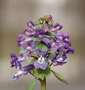 Corydalis solida (fumewort)