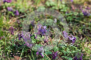 Corydalis violet flowers closeup selective focus