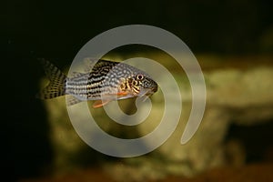 Corydoras