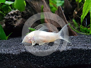 Corydoras Aeneus Albino photo