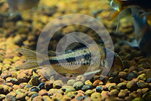 Corydoras Catfish