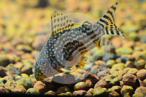 Corydoras Catfish