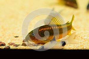 Corydoras Catfish