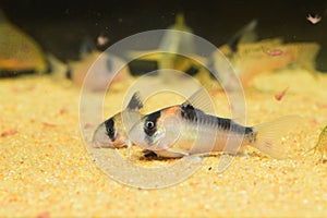 Corydoras Catfish