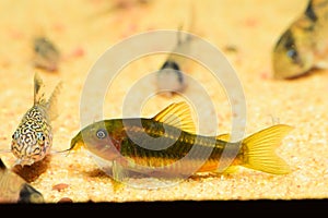 Corydoras Catfish