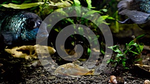 Corydoras catfish rest on dark substrate in freshwater planted tank, electric blue acara watch at camera, popular ornamental fish