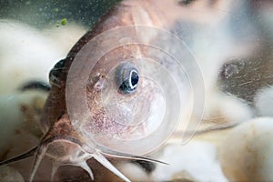 Corydoras catfish.