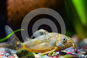 Corydoras catfish, unknown species, timid freshwater fish sitting on gravel in nature aquarium