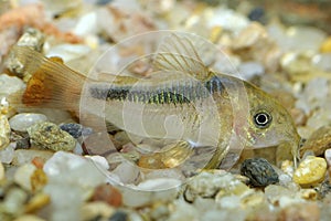 Corydoras fish