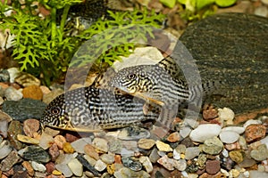 Corydoras fish