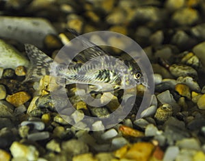 Corydoras fish cleaner swimming in exotic aquarium