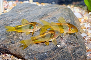 Corydoras fishes