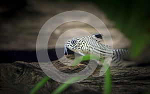 Corydoras julii. Tropische Fische schwimmen im Aquarium